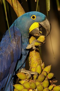 Hyacinth Macaw (Anodorhynchus hyacinthinus) in the Pantanal region of Brazil