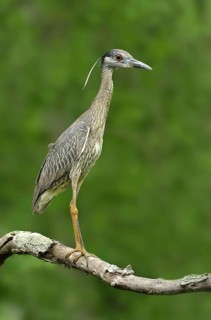 Yellow-crowned Night Heron (Nyctanassa violacea), Texas, USA