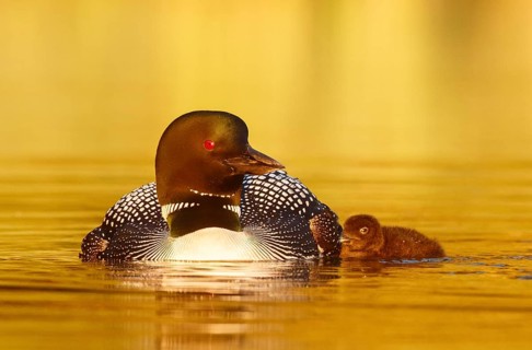 Great Northern Loon (Gavia immer) with chick, British Columbia, Canada