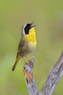 Common Yellowthroat (Geothlypis trichas) singing, Texas, USA
