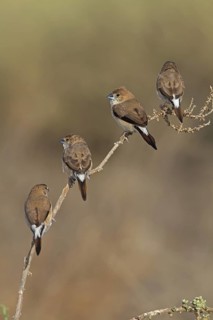 Indian Silverbill (Euodice malabarica), Oman