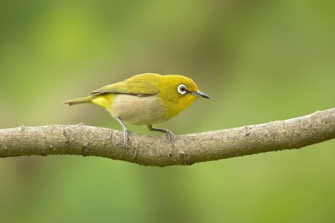 Japanese White-eye (Zosterops japonicus) perched on a branch, Miyakejima, Japan