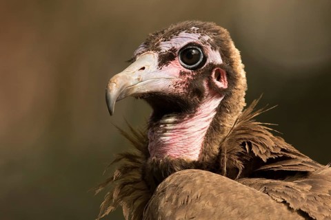 Hooded Vulture (Necrosyrtes monachus) juvenile, Gambia