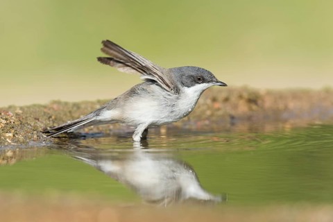 Lesser Whitethroat (Sylvia curruca) bathing, Eilat, Israel