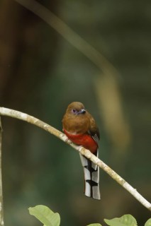 Red-headed Trogon (Harpactes erythrocephalus) female, Fraser's Hill, Malaysia