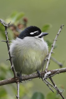 Yellow-rumped Tinkerbird (Pogoniulus bilineatus), Nyeri County, Kenya