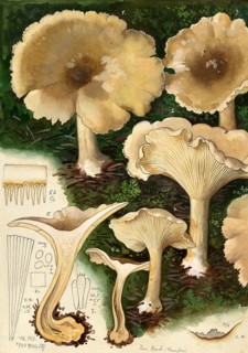 Mushroom, fungus, Clouded funnel fungus, Clouded or grey cap, Clitocybe nebularis, syn. Lepista