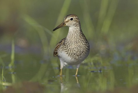 Pectoral Sandpiper (Calidris melanotos), Ohio, USA
