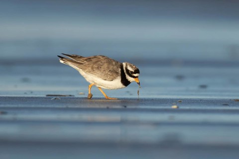 Ringed plover (Charadrius hiaticula) adult wading bird pulling a worm from a beach in spring,