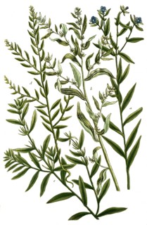 Botany, plants, lithospermum, rock seeds, a. flore coeruleo, b. milium solis, mermillet, c. arvense