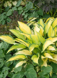 Funkia (Hosta 'Orange Marmalade'),  Germany