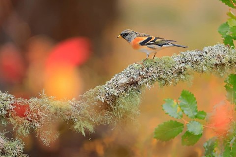 Male Brambling (Fringilla montifringilla) perched on a lichen covered branch. Andalusia, October