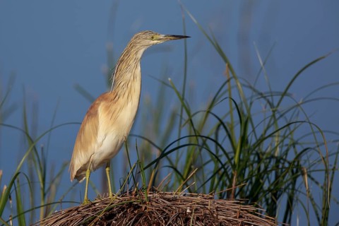 Squacco Heron (Ardeola ralloides), Greece