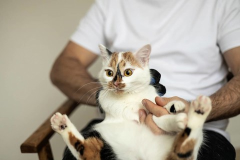 A cat sits comfortably on a person's lap while being gently groomed. The feline looks calm and