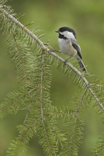 Black-capped Chickadee (Poecile atricapillus), British Columbia, Canada
