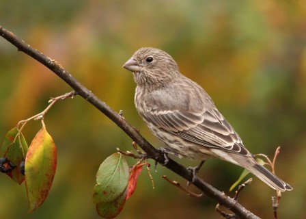 House Finch, Carpodacus mexicanus, female bird perched in Saskatoon, Saskatchewan