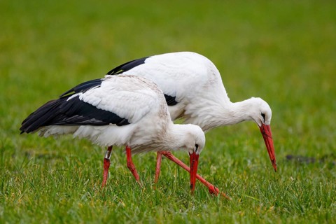 White Stork (Ciconia ciconia) pair foraging, North Rhine-Westphalia, Germany