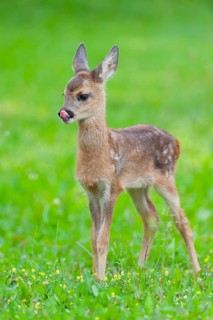Roe deer (Capreolus capreolus), fawn standing in a meadow, tongue visible, Germany