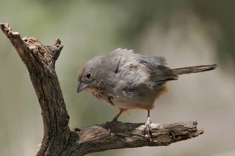 Canyon Towhee (Melozone fusca), Arizona, USA