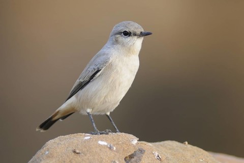 Kurdish Wheatear (Oenanthe xanthoprymna), India