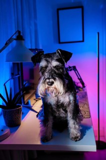 A schnauzer dog sits on a desk surrounded by neon lights in a modern bedroom. The scene is