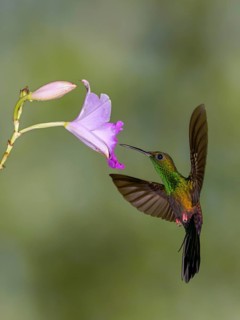 Male Bronze-tailed-Plumeleteer (Chalybura urochrysia) - at the Nature Pavilion in La Virgen, Costa
