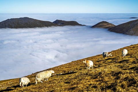 Sheeps on Snowdon Massif, Snowdon Range, Snowdonia, North Wales, UK