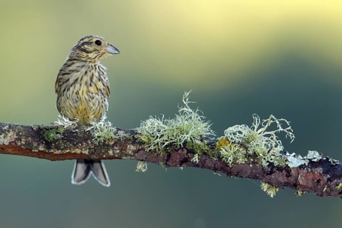Cirl Bunting (Emberiza cirlus) juvenile perched on a branch, Andalusia, Spain