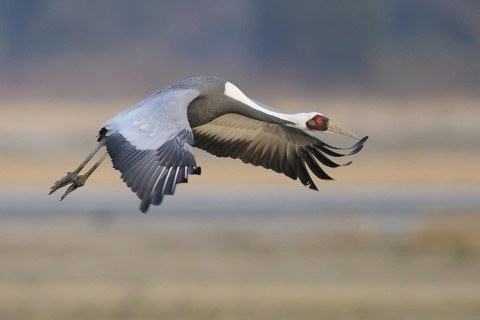 White-naped Crane (Antigone vipio) flying, Arasaki, Japan