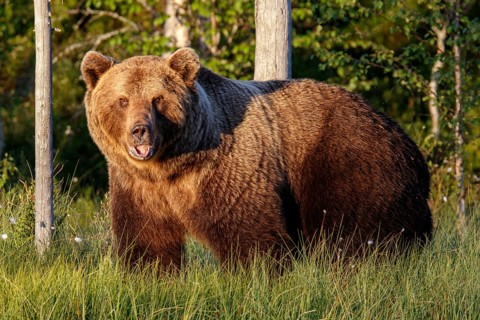 Brown Bear (Ursus arctos), on forest, Kainuu, Finland