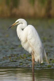 Great Egret (Ardea alba), Hortobagy, Hungary