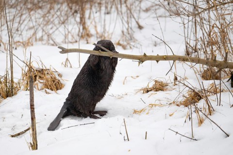 European beaver (Casor fibre), beaver standing upright and gnawing on a branch in winter, Tyrol,