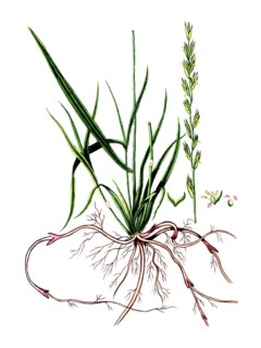 Rubia tinctorum, dyer's madder, digital reproduction of a historical original, between 1790 and