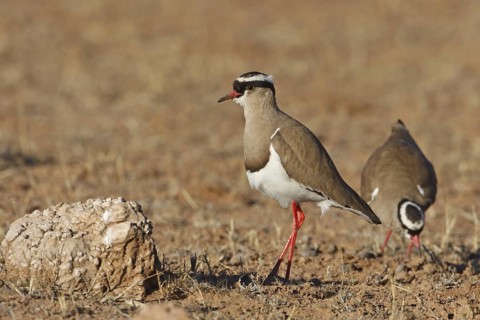 Crowned Lapwing (Vanellus coronatus), Northern Cape, South Africa