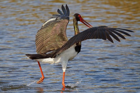 Black Stork (Ciconia nigra) foraging, Greece