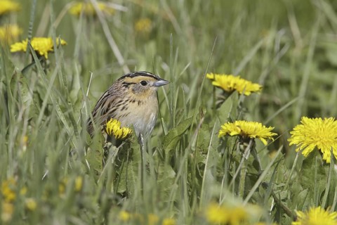 Le Conte's Sparrow (Ammodramus leconteii), Alberta, Canada