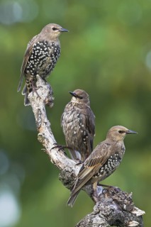 Common Starling (Sturnus vulgaris) juvenile, Rhineland-Palatinate, Germany