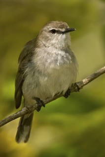 Mangrove Gerygone (Gerygone levigaster cantator), Queensland, Australia