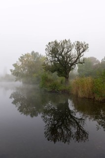 Foggy lake with trees and reflection in the water, quiet and mystical, Talaue, Waiblingen,
