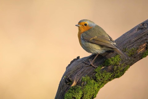European Robin (Erithacus rubecula) perched on a old tree trunk, Poland