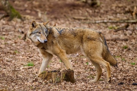 A wolf walks attentively through an autumn forest, surrounded by brown leaves and tree stumps, Wolf