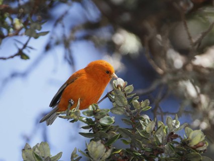 Hawaii Akepa, Loxops coccineus, endangered Hawaiian Honeycreeper