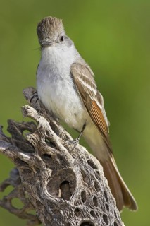 Ash-throated Flycatcher (Myiarchus cinerascens), Arizona, USA
