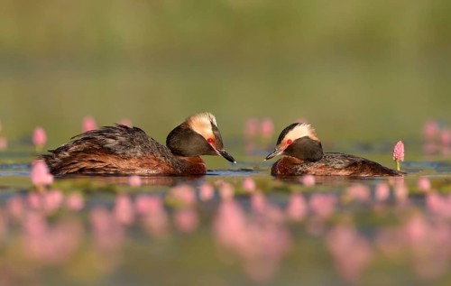 Horned Grebe (Podiceps auritus) pair, British Columbia, Canada
