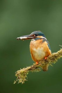 Common kingfisher (Alcedo atthis) adult female bird on a tree branch with a fish in its beak,