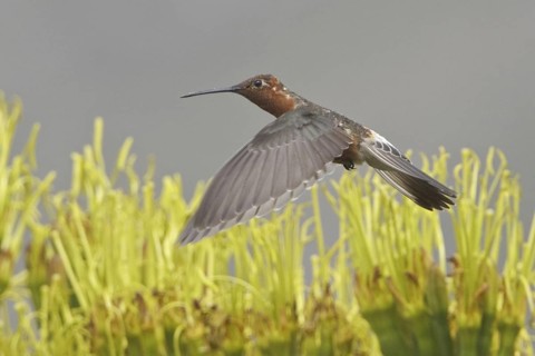 Giant Hummingbird (Patagona gigas), Ecuador