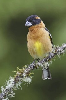 Black-headed Grosbeak (Pheucticus melanocephalus) male, British Columbia, Canada
