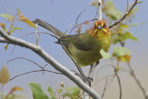 Fulvous-headed Brush Finch (Atlapetes fulviceps) perched on a branch in Bolivia, South America
