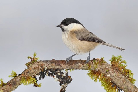 Willow Tit (Parus montanus), Willow Tit (Parus montanus) sitting on a branch overgrown with moss,