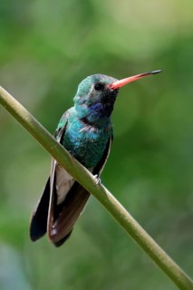 Broad-billed hummingbird (Cynanthus latirostris), adult, male, in perch, Sonoran Desert, Arizona,